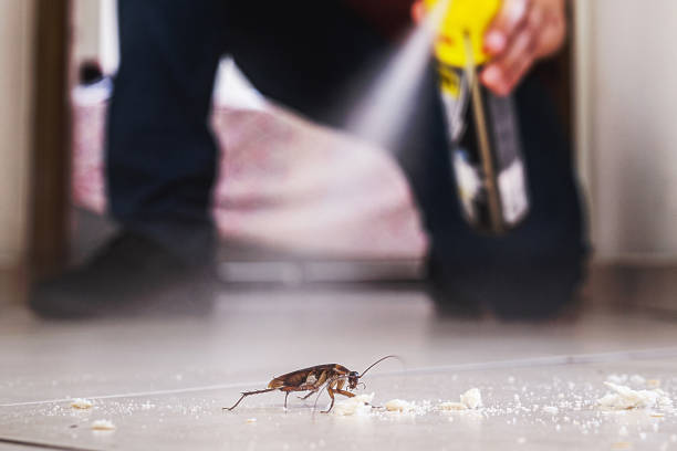 Wasp Removal Services in Freedom, CA